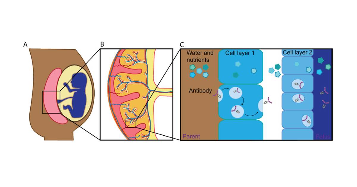 Traveling Antibodies: Membrane Transport across the Placenta