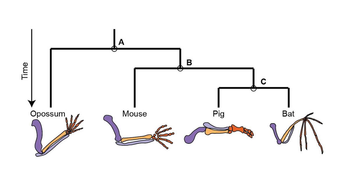 Student Handout: Evidence of Evolution