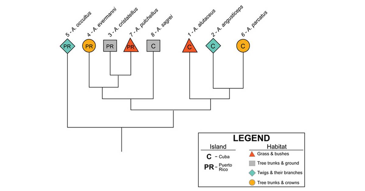 Can a Computer Predict How Species Evolve?
