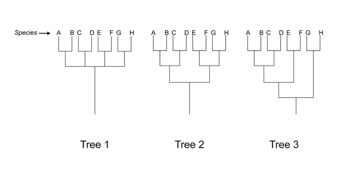 Student Handout: Trends in Evolution Convergence and Divergence