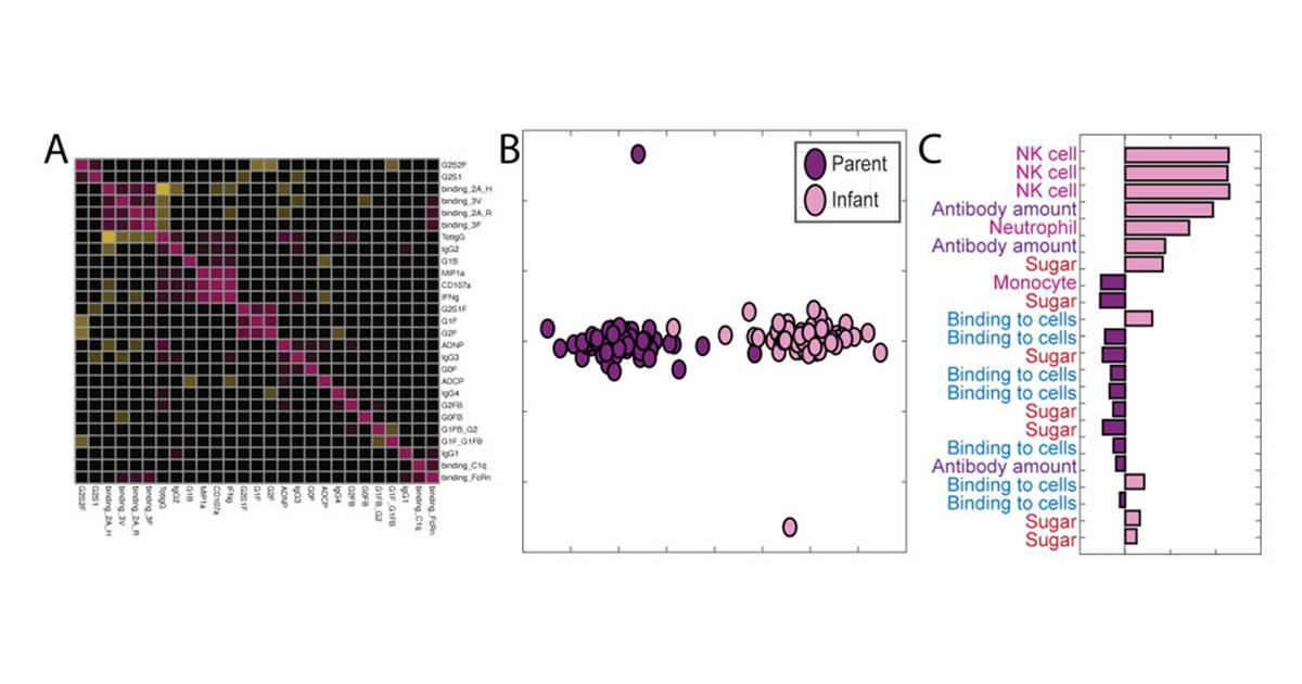 Traveling Antibodies: What Gets Across