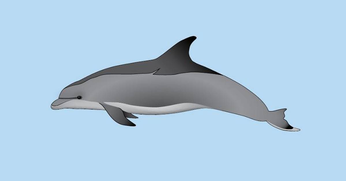 Student Handout: The Momentum of Swimming Dolphins