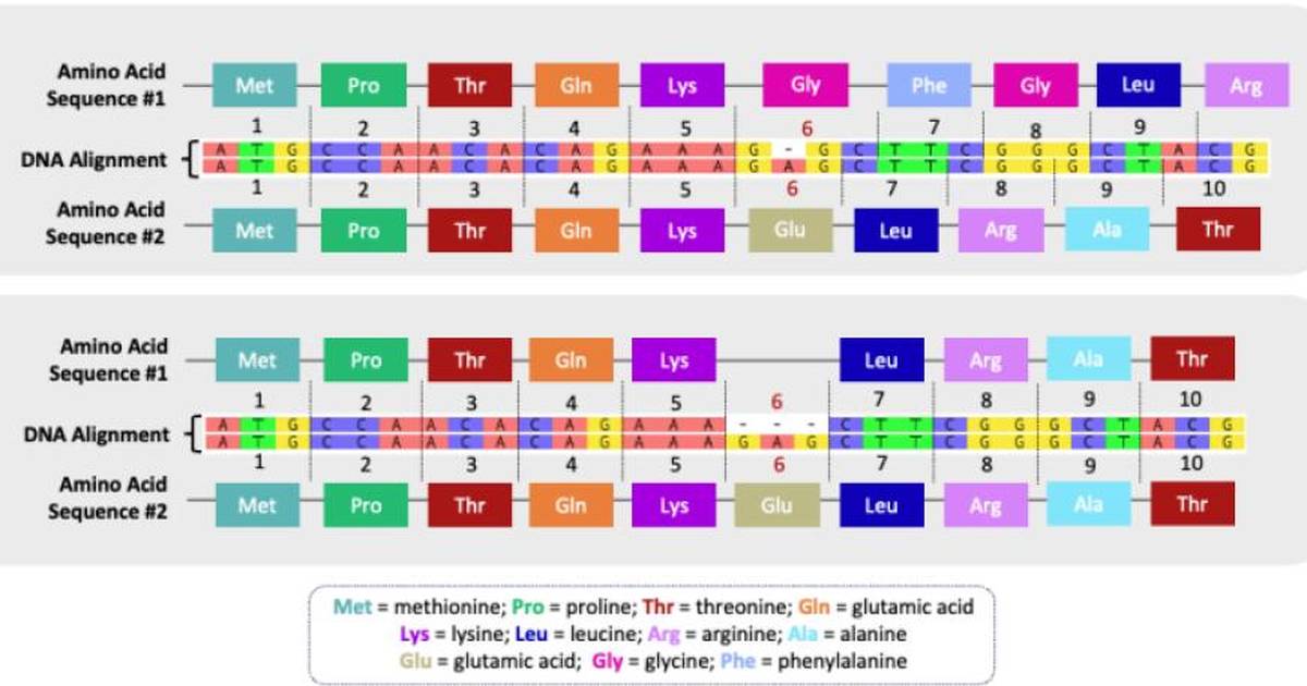 Project Guide: An Introduction to Bioinformatics, Sanger Sequence Analysis, BLAST Searching, and Phylogenetics