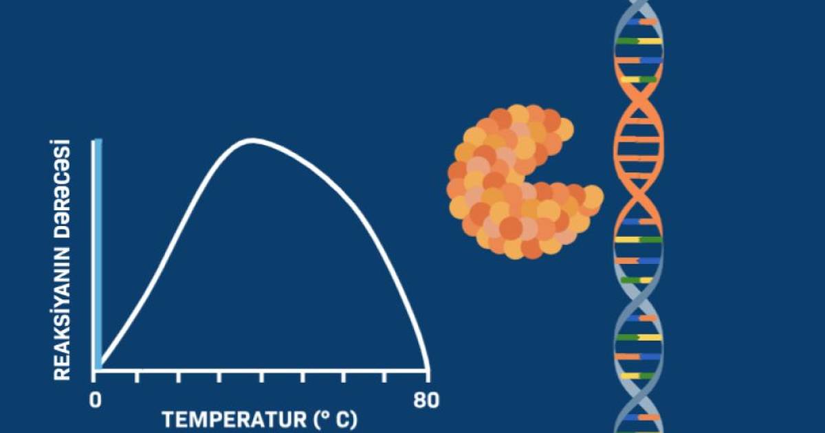 Temperaturun ferment funksiyasına təsiri