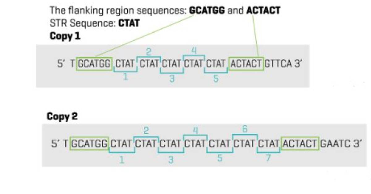 Student Activity: Short Tandem Repeats (STR) STR Analysis
