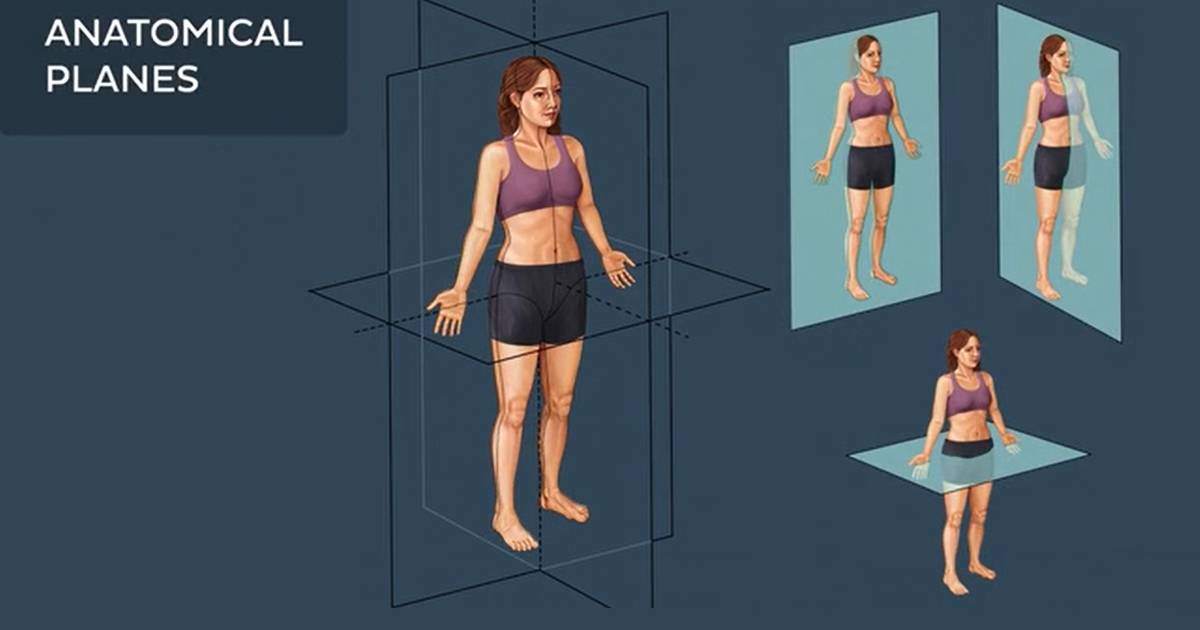 Directional Terms and Body Planes