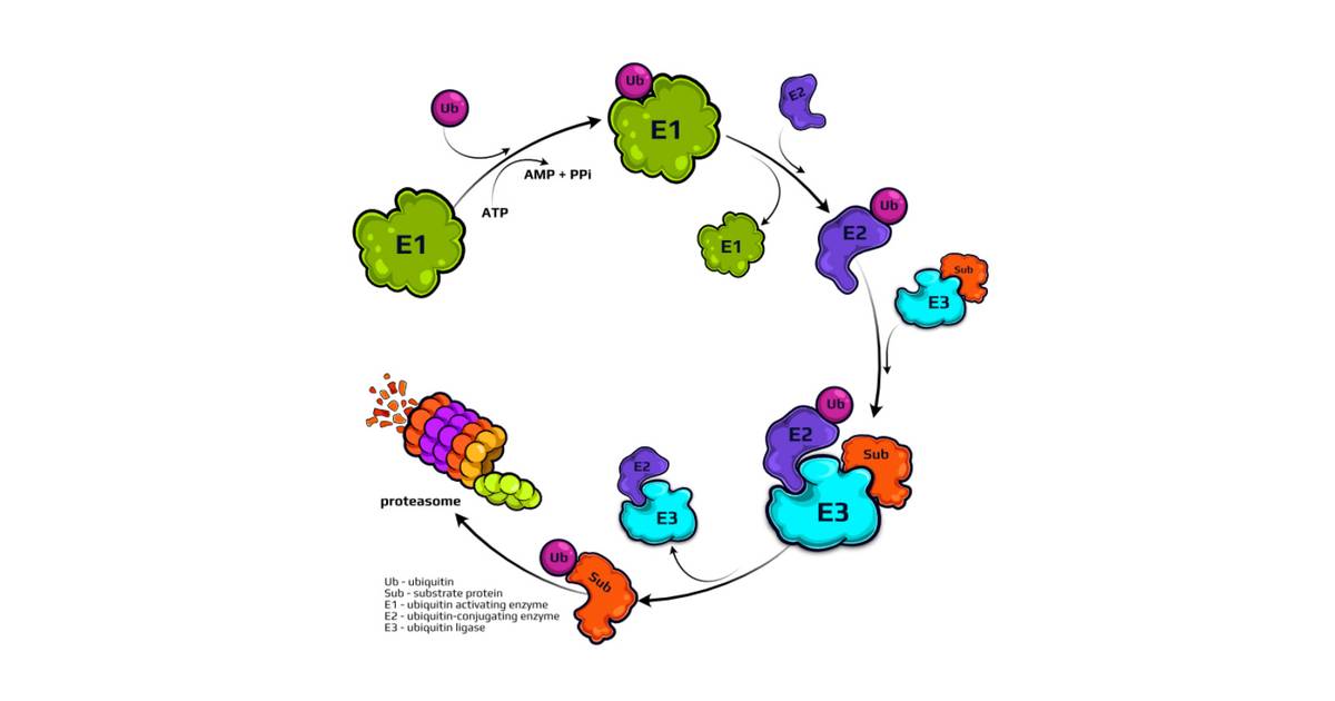 The Great Encyclopedia of Protein Degradation