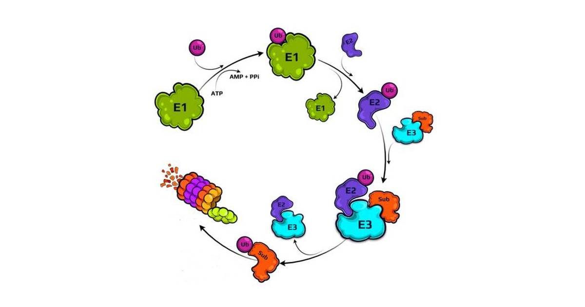 Wielka Encyklopedia Degradacji Bialek