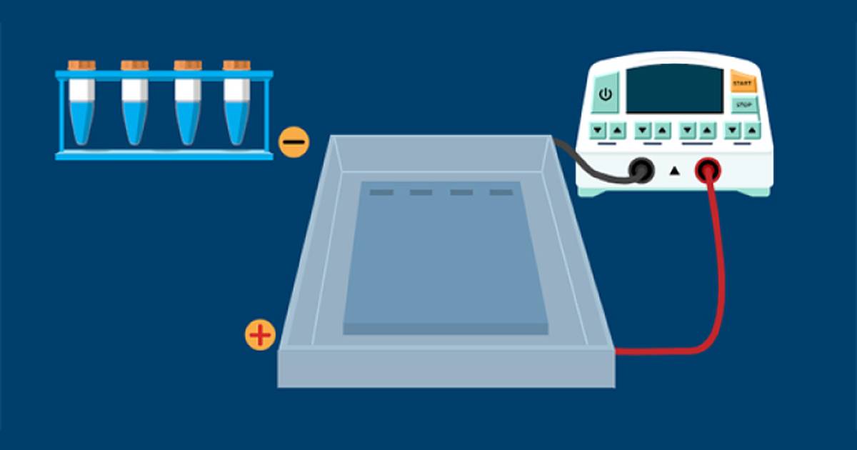 Separating DNA With Gel Electrophoresis