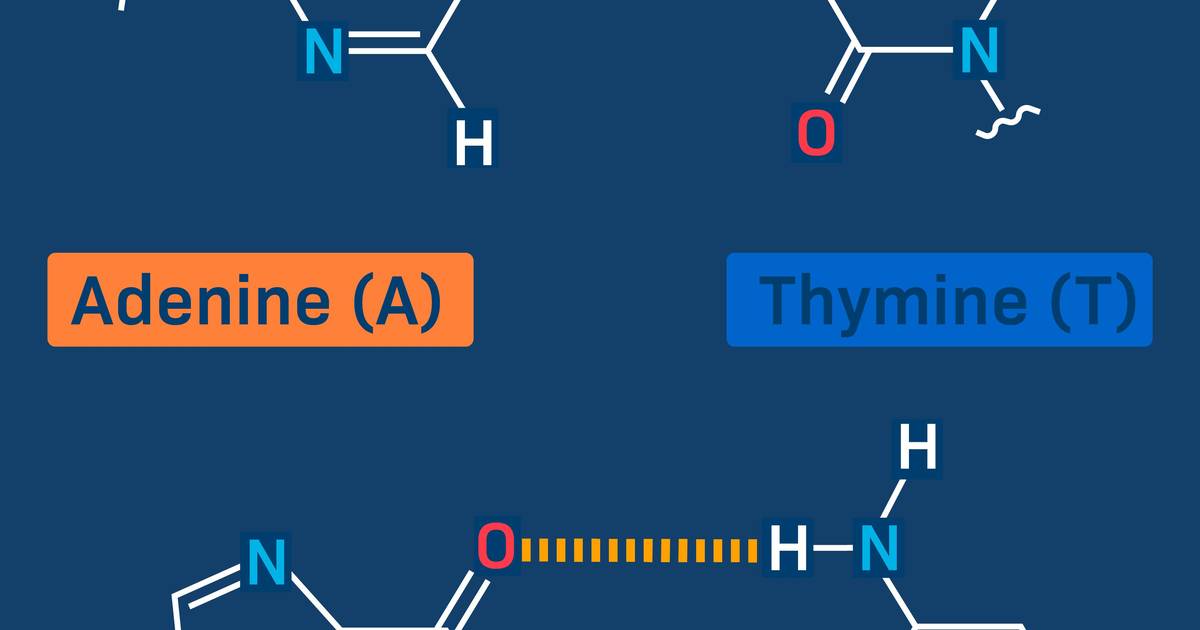 DNA Base Pair Question Set
