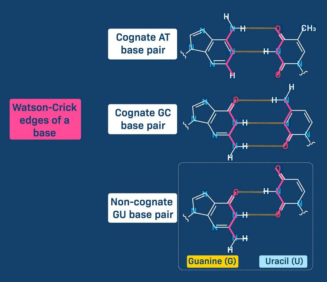 Watson Crick Complementary