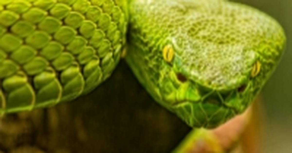 Spiders, Snakes, and Evolved Fears