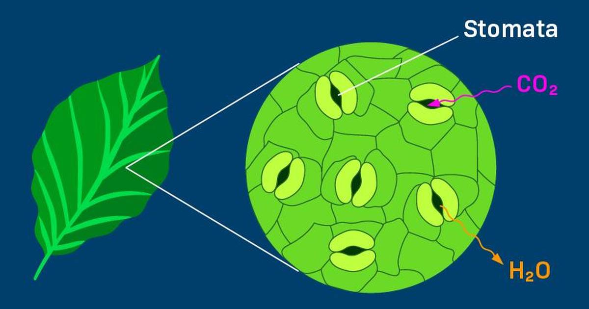 How to Do a Stomata Peel
