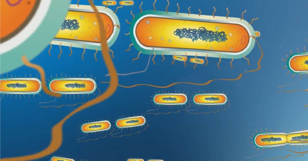 Structure and Replication of Bacterial Cells