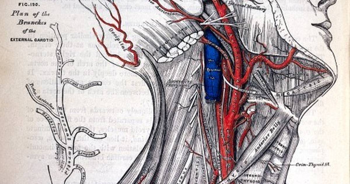 The Anatomy of a Scientific Research Article