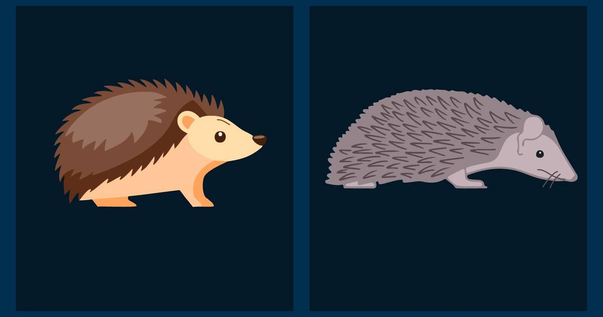 Convergent Evolution