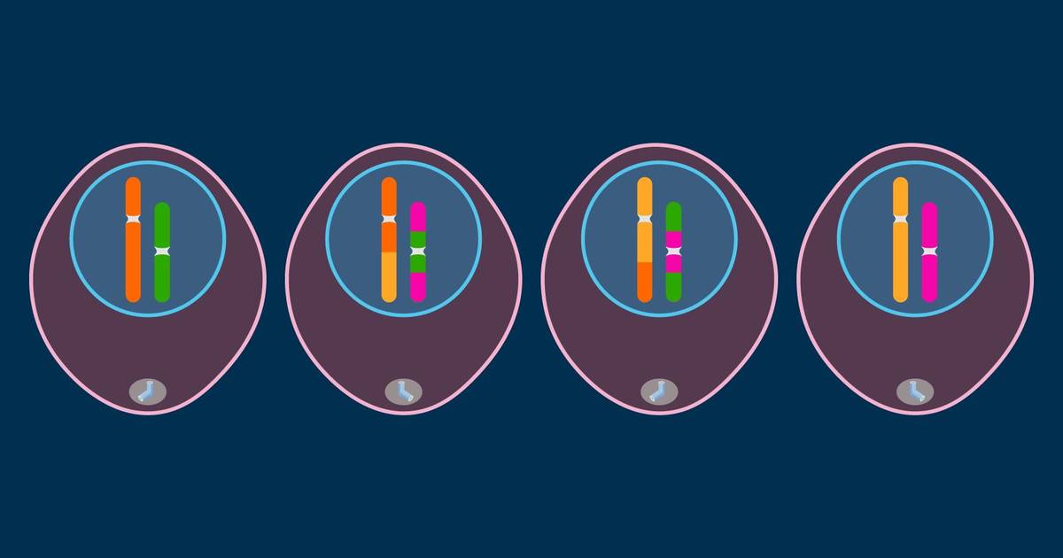 Genetic Variation Leads to Increased Survival