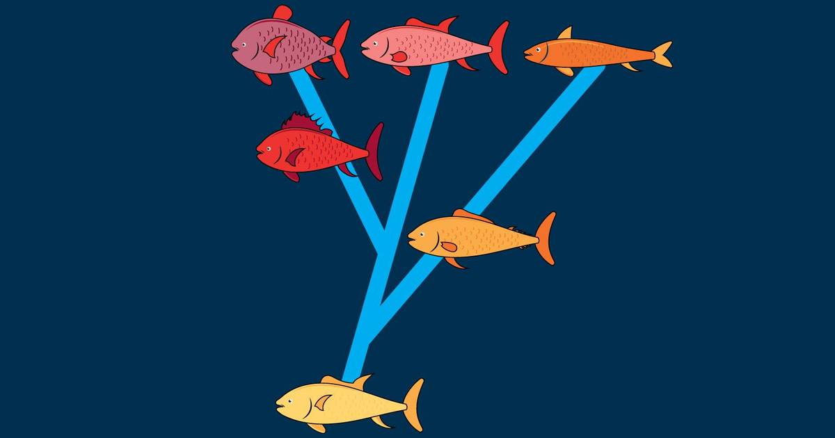 Introduction to Speciation Rate