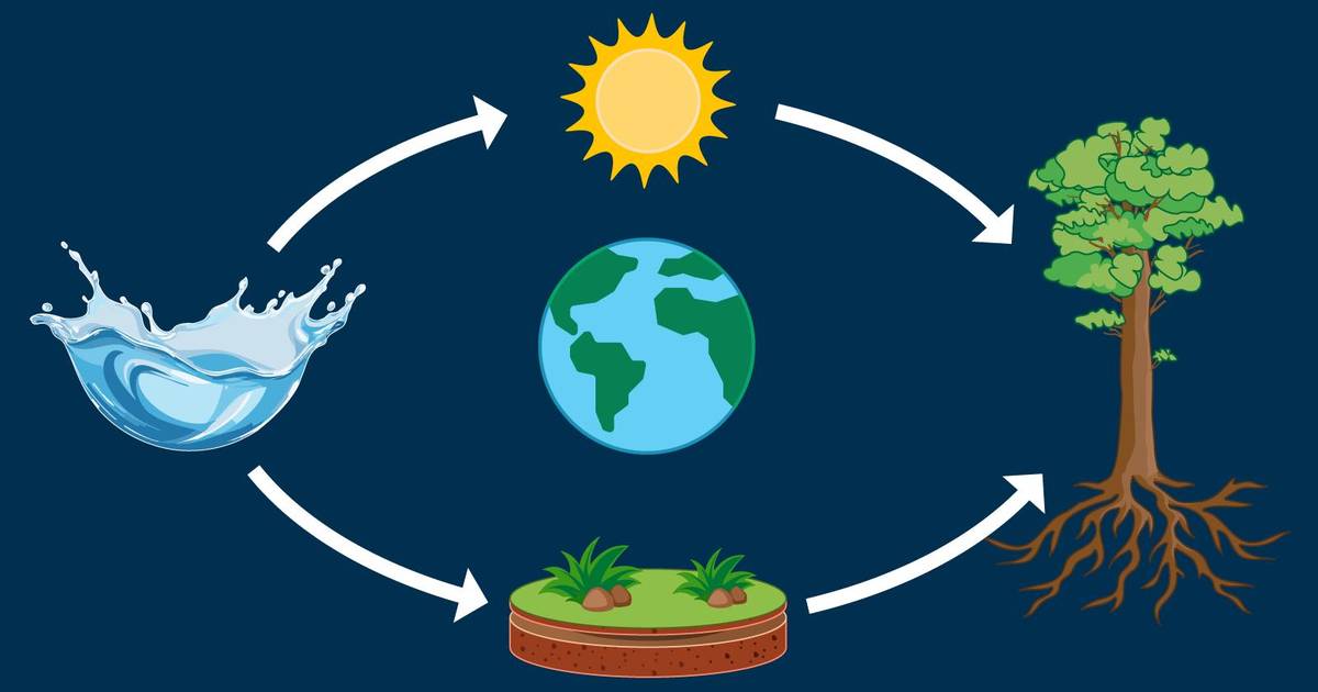 Biogeochemical Cycles and Ecological Disruptions