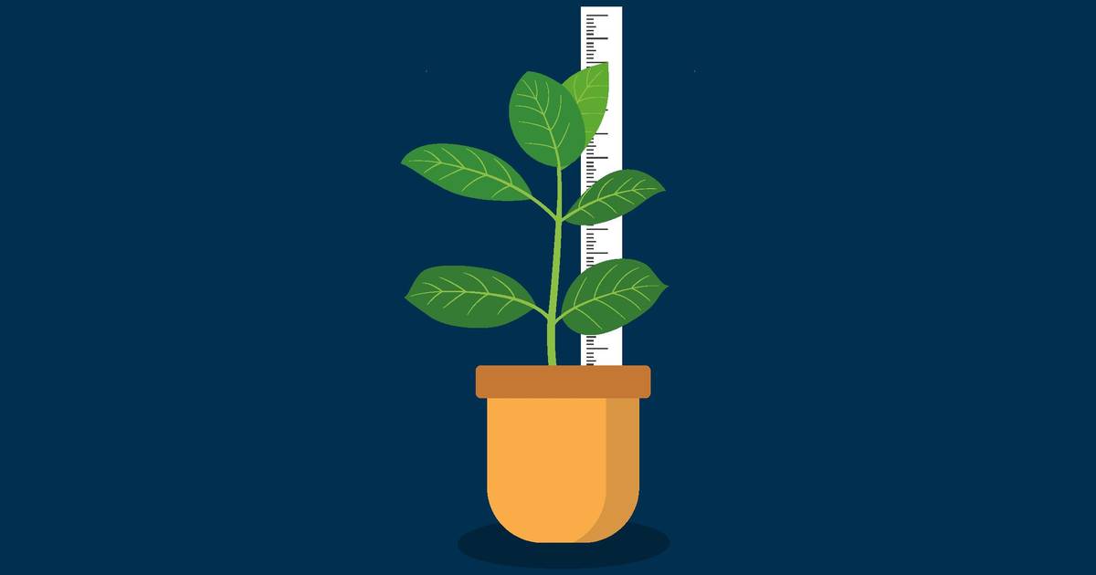 DIY Science: How Light Affects Plant Growth