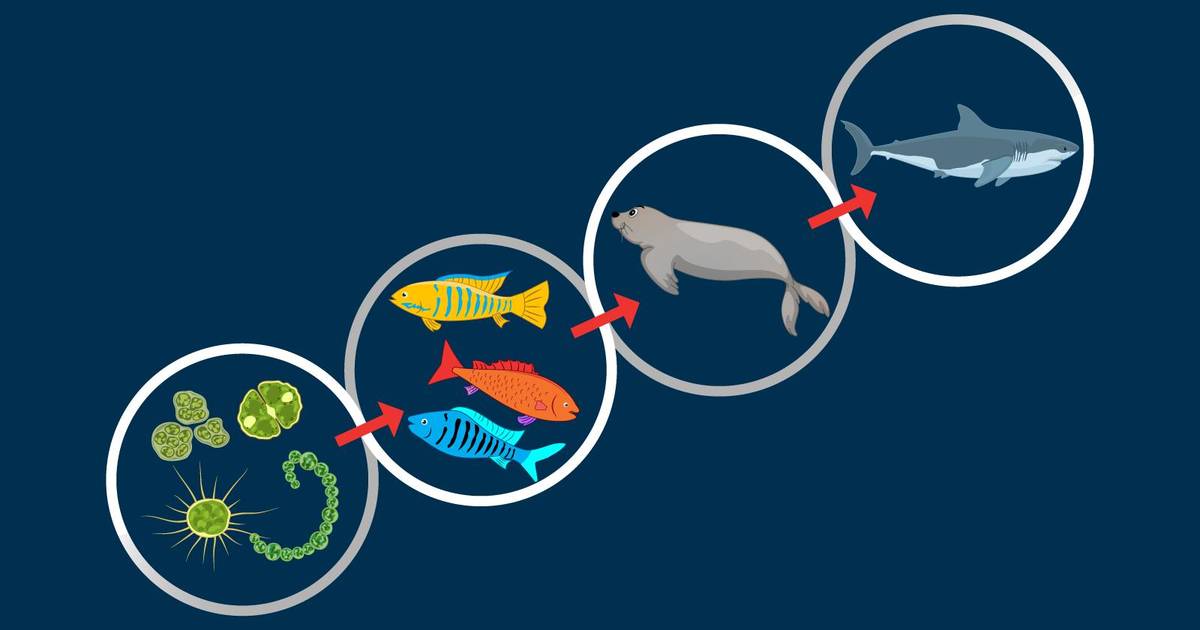 Summary: Food Chain Investigation