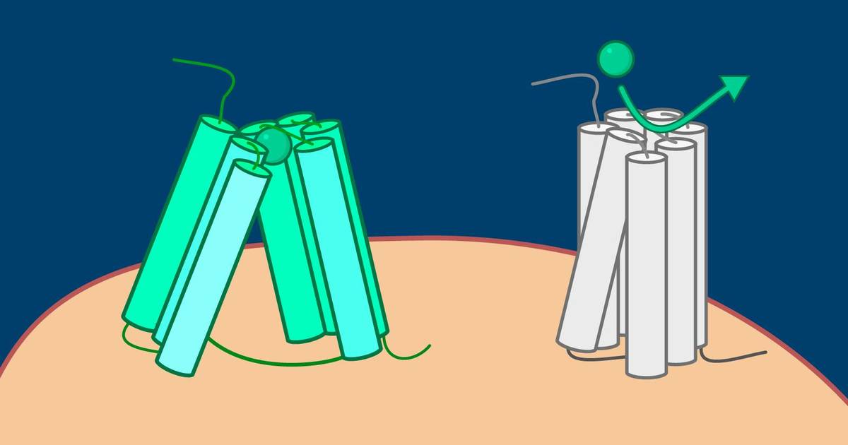 The TAS2R38 Taste Receptor: Does That Taste Bitter to You?