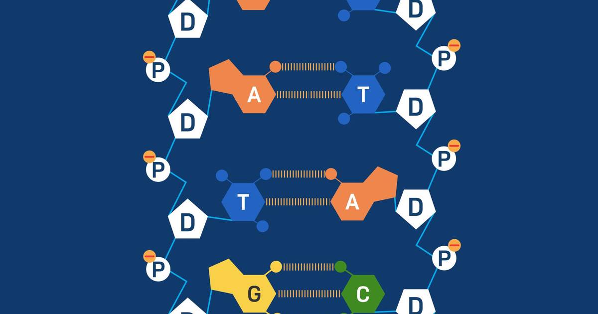 The Structure of DNA