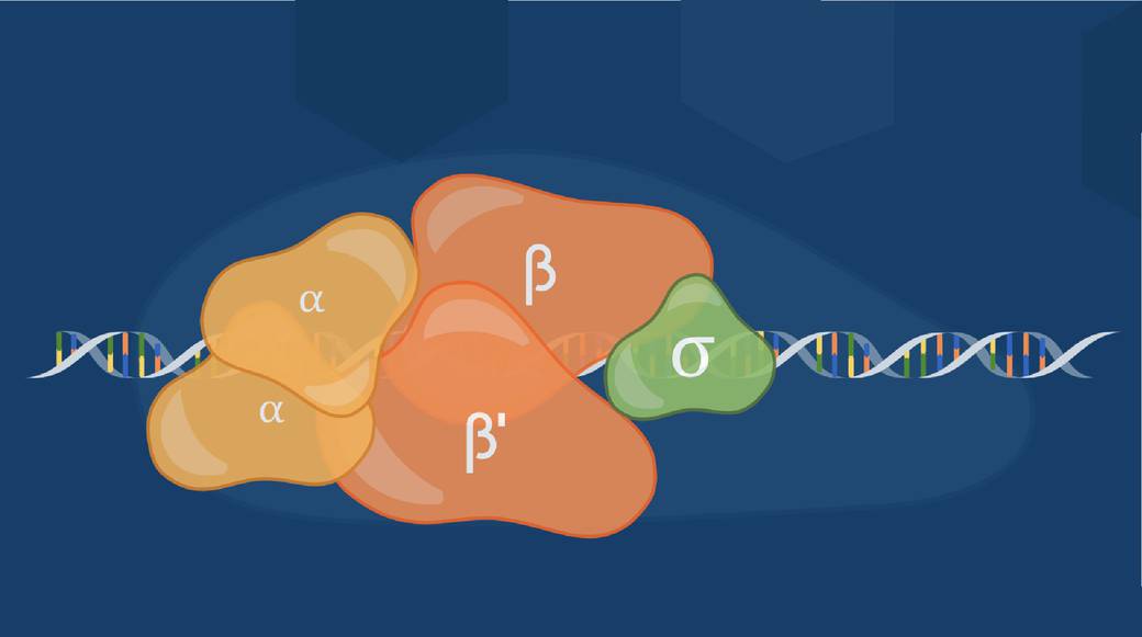 Dna Transcription Animation