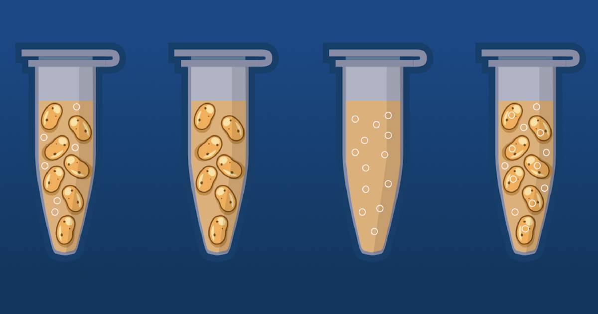 Transforming Bacteria