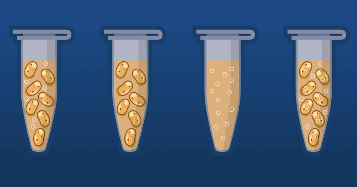 Teaching Guide: Transforming Bacteria