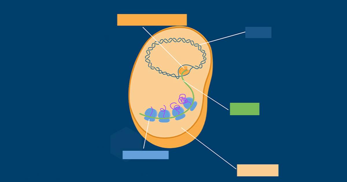 Ukuhunyushwa kwama-Prokaryotes