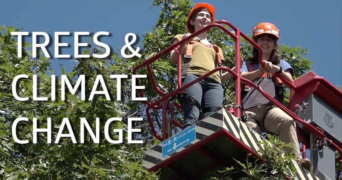 Trees are Feeling the Pressure (of Climate Change)!