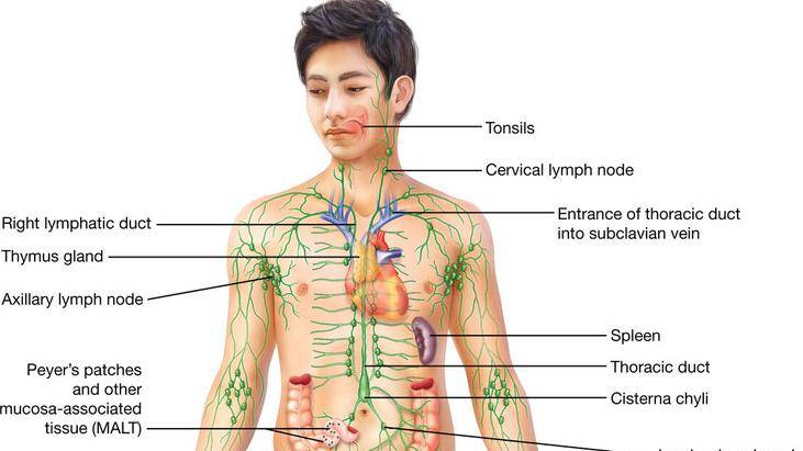 Thymus Function In Lymphatic System