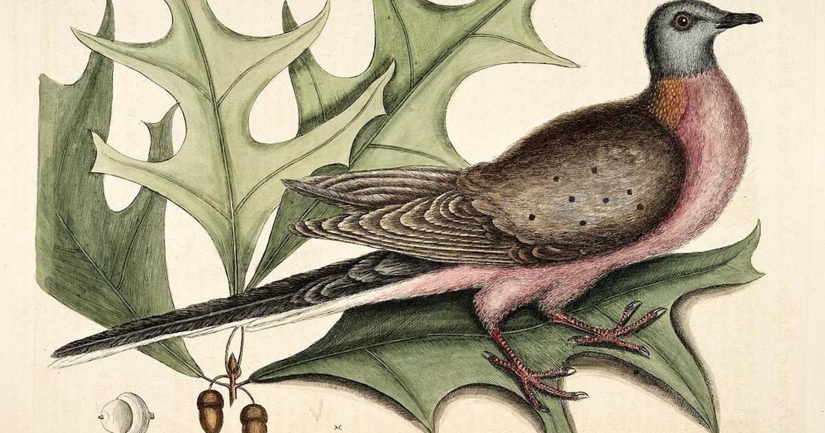 Passenger Pigeon:  Ectopistes Migratorius, 1914