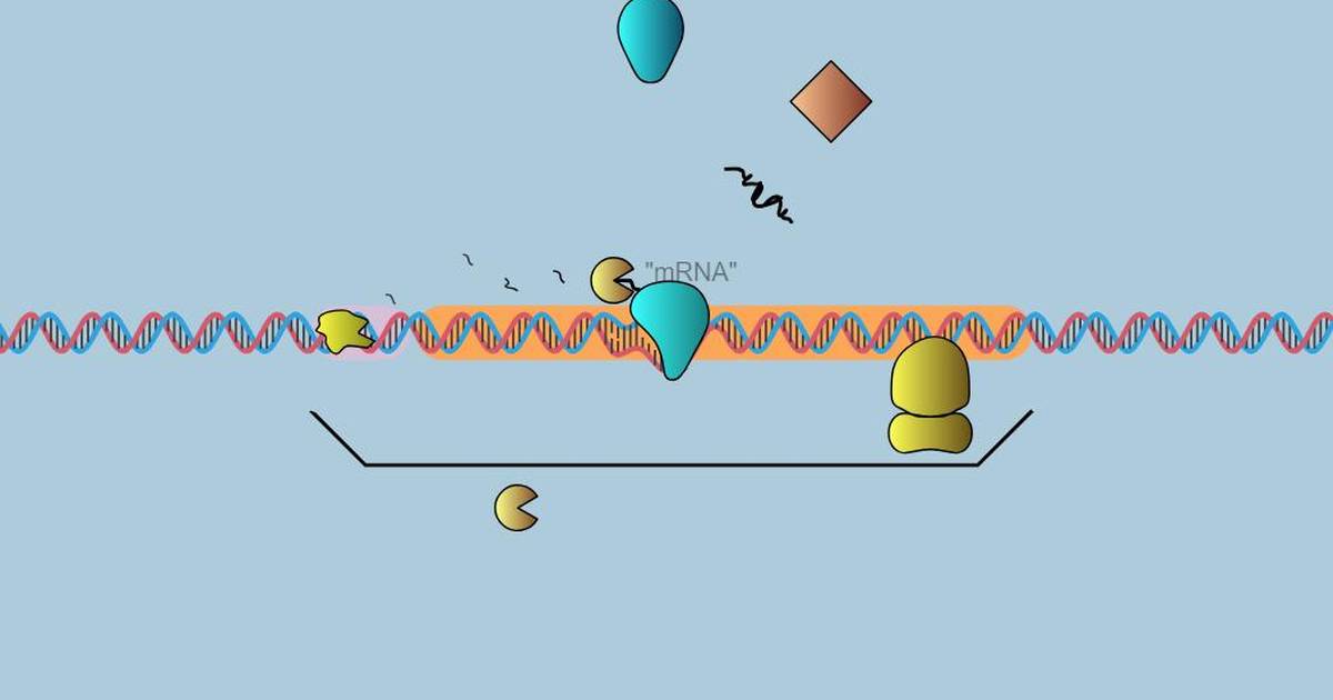 Gene Expression Essentials