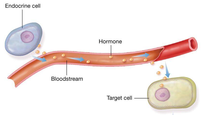 Endocrine Gland Cells
