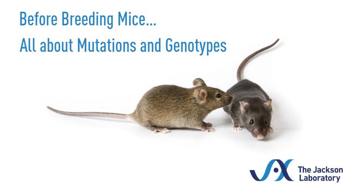 Before Breeding Mice... All About Mutations and Genotypes