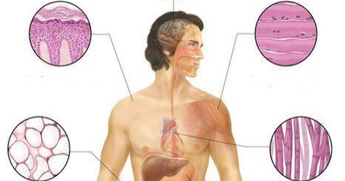 Types of Body Tissues