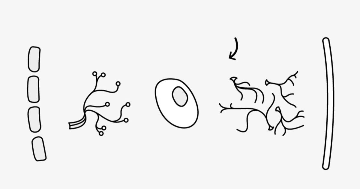 Build a Neuron
