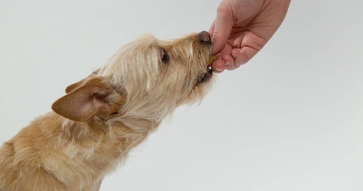 Discovering Dopamine’s Role in Reward Prediction Error