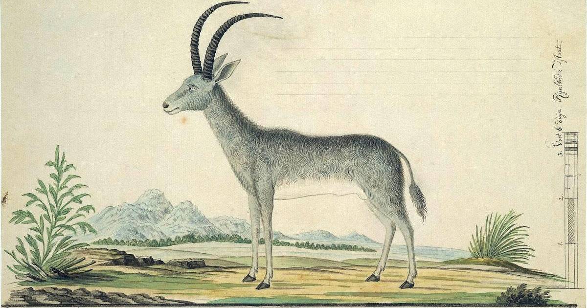 Bluebuck: Hippotragus Leucophaeus, 1799