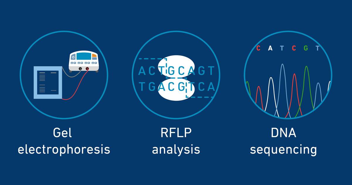 Determining Genotypes (With Questions and Notes)