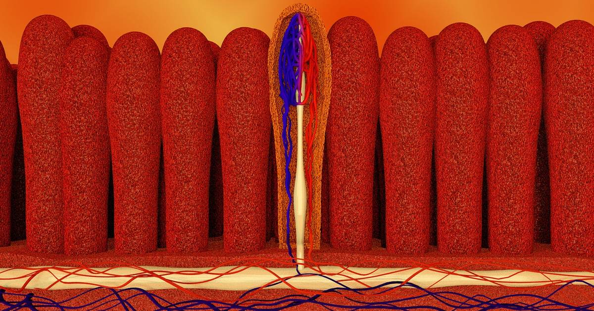 Inside Our Bodies – Villi Absorption