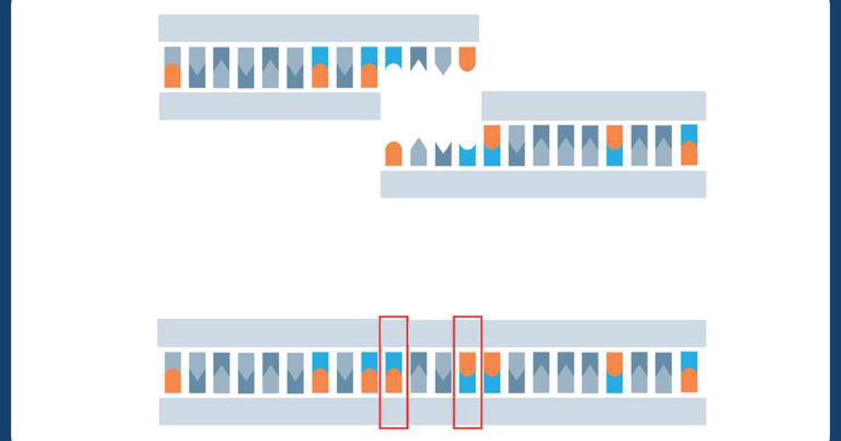 DNA リガーゼとは？