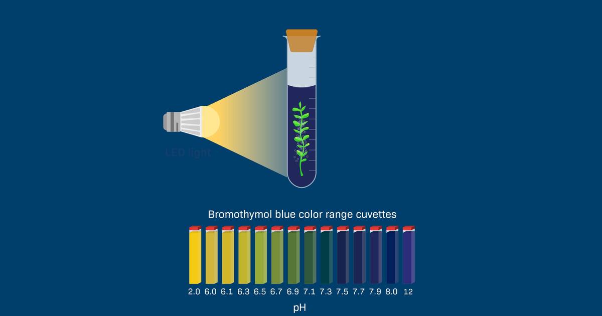 How Can You Measure Photosynthesis With a pH Indicator?