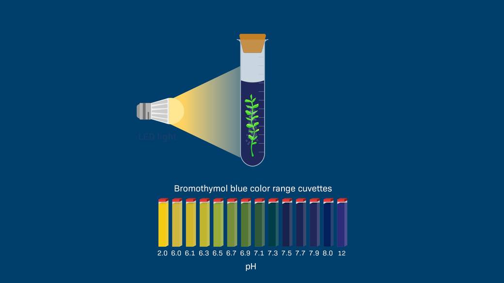 How Can You Measure Photosynthesis With a pH Indicator?