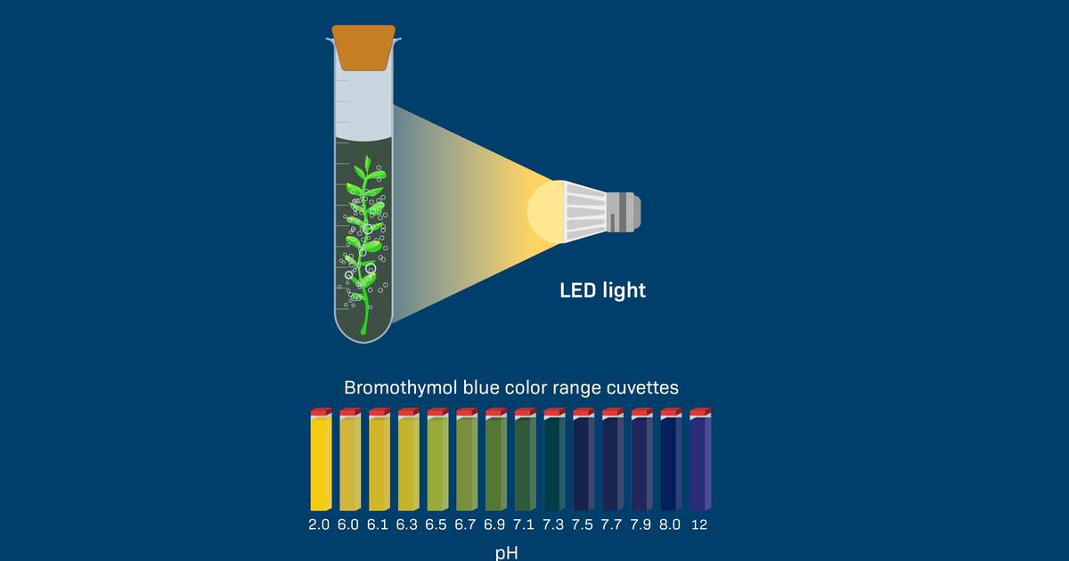 Changing the Proximity of a Light Source Affects Photosynthesis