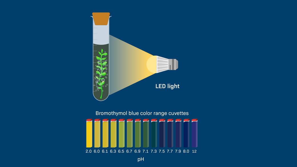 Changing the Proximity of a Light Source Affects Photosynthesis