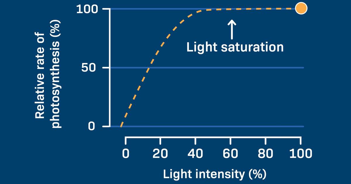The Effect of Light Intensity on Photosynthesis