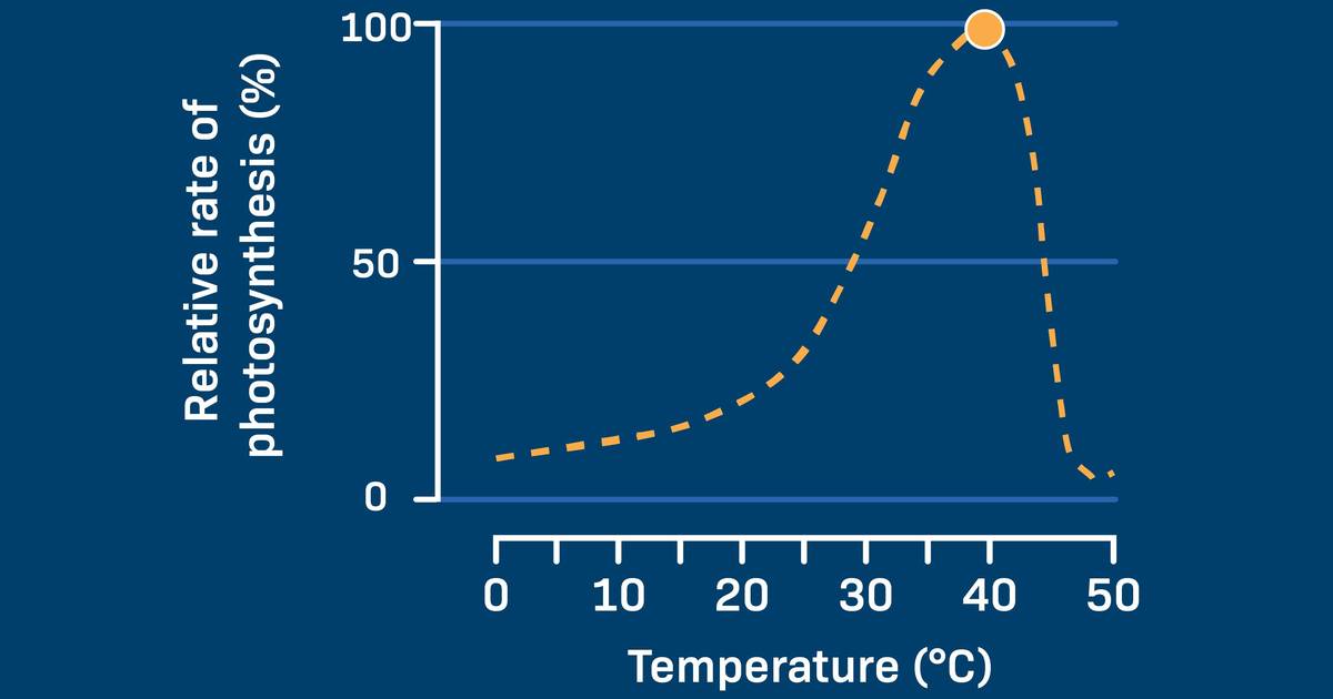 The Effect of Temperature on Photosynthesis
